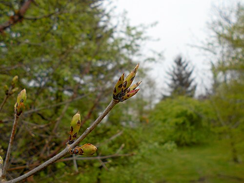 Paperbark maple: Klon strzępiastokory ( Acer griseum ), Ogród Botaniczny UMCS w Lublinie.
