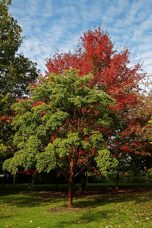 Paperbark maple: Paperbark maple, Acer griseum , in a lawn at The Beale Arboretum to the west of West Lodge Park Hotel, at Hadley Wood in Enfield , London , England. Software : 