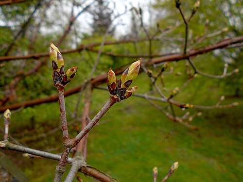 Paperbark maple: Klon strzępiastokory ( Acer griseum ), Ogród Botaniczny UMCS w Lublinie.