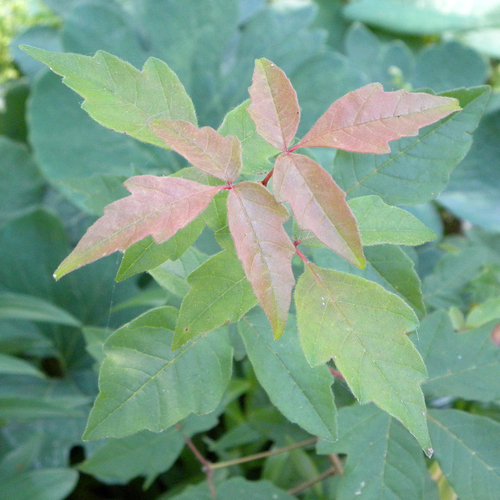Paperbark maple (Acer griseum)