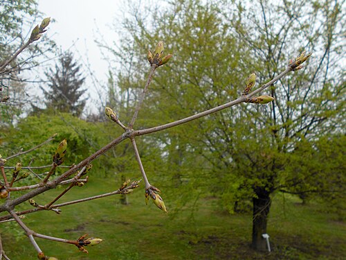 Paperbark maple: Klon strzępiastokory ( Acer griseum ), Ogród Botaniczny UMCS w Lublinie.
