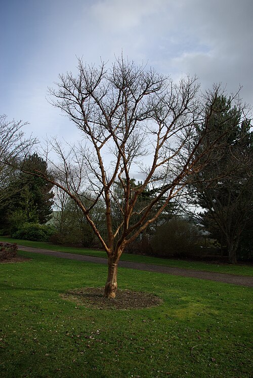 Paperbark maple: Acer griseum