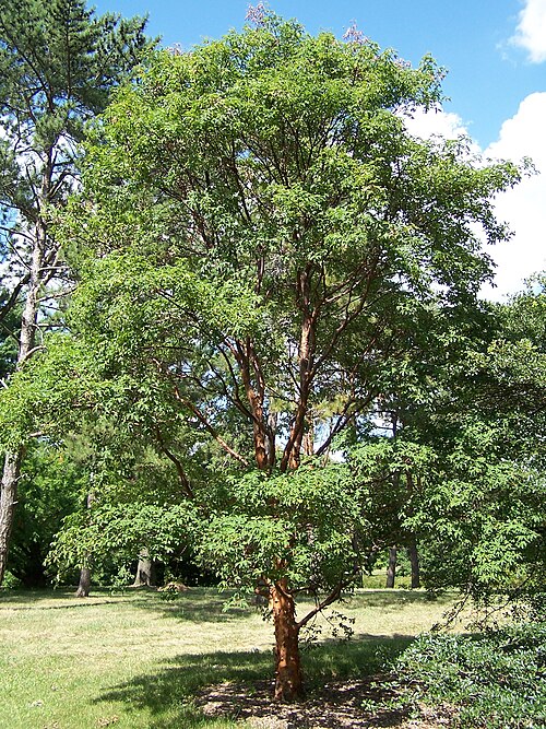 Paperbark maple: Paperbark Maple Tree, Acer griseum Morton Arboretum acc. 836-58-7