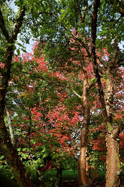 Paperbark maple: Bark and canopy of the Paperbark maple, Acer griseum , in a lawn at The Beale Arboretum to the west of West Lodge Park Hotel, at Hadley Wood in Enfield , London