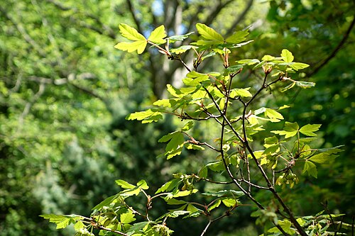 Paperbark maple: Botanical specimen in the Morris Arboretum, 100 East Northwestern Avenue, Chestnut Hill, Philadelphia, Pennsylvania, USA.