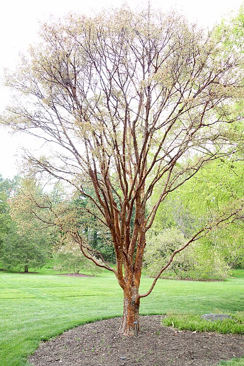 Paperbark maple: Botanical specimen in Longwood Gardens, 1001 Longwood Rd, Kennett Square, Pennsylvania, USA.
