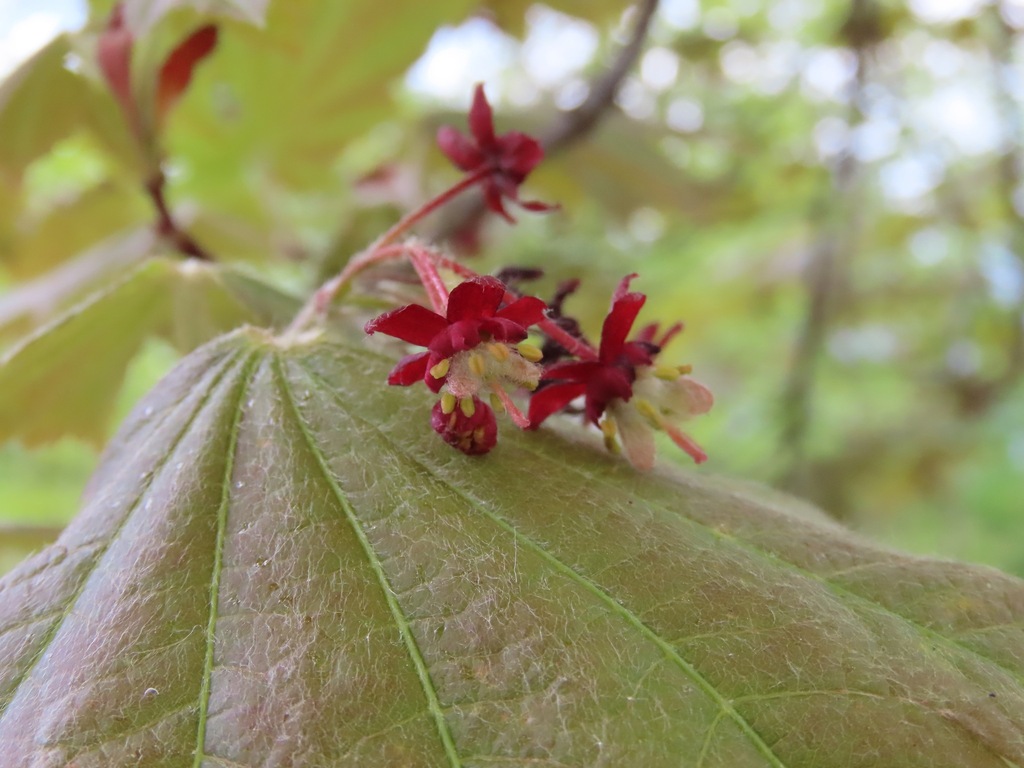 Fullmoon maple (Acer japonicum)