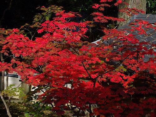 Fullmoon maple: Acer japonicum - Daikakuji,Kyoto 大覚寺のハウチワカエデ