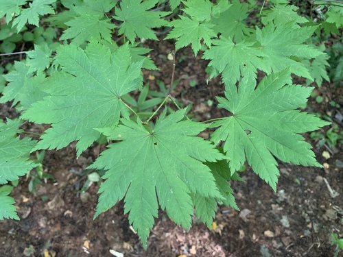 Fullmoon maple (Acer japonicum)