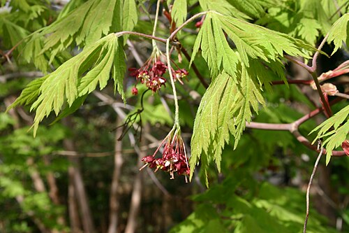 Fullmoon maple: Flowers on Acer japonicum