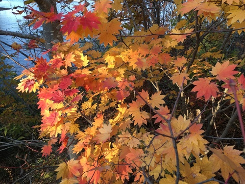 Fullmoon maple (Acer japonicum)