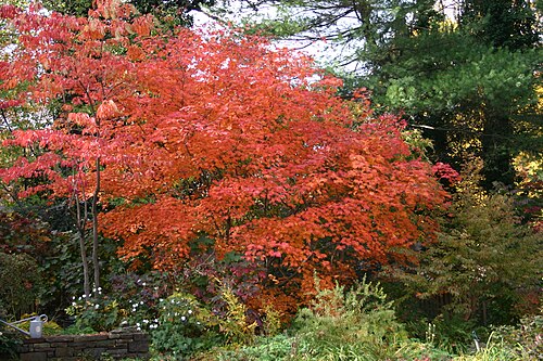 Fullmoon maple: Moonleaf maple fall color Acer japonicum aconitifolium