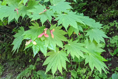 Fullmoon maple (Acer japonicum)