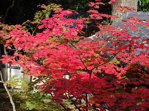 Fullmoon maple: Acer japonicum - Daikakuji,Kyoto 大覚寺のハウチワカエデ