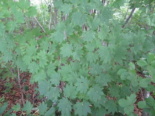 Fullmoon maple (Acer japonicum)