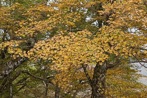 Fullmoon maple: ハウチワカエデ