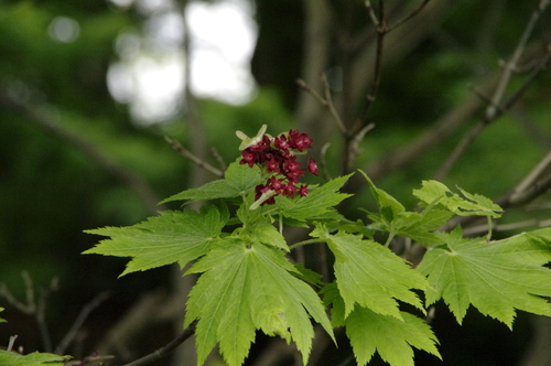 Fullmoon maple (Acer japonicum)