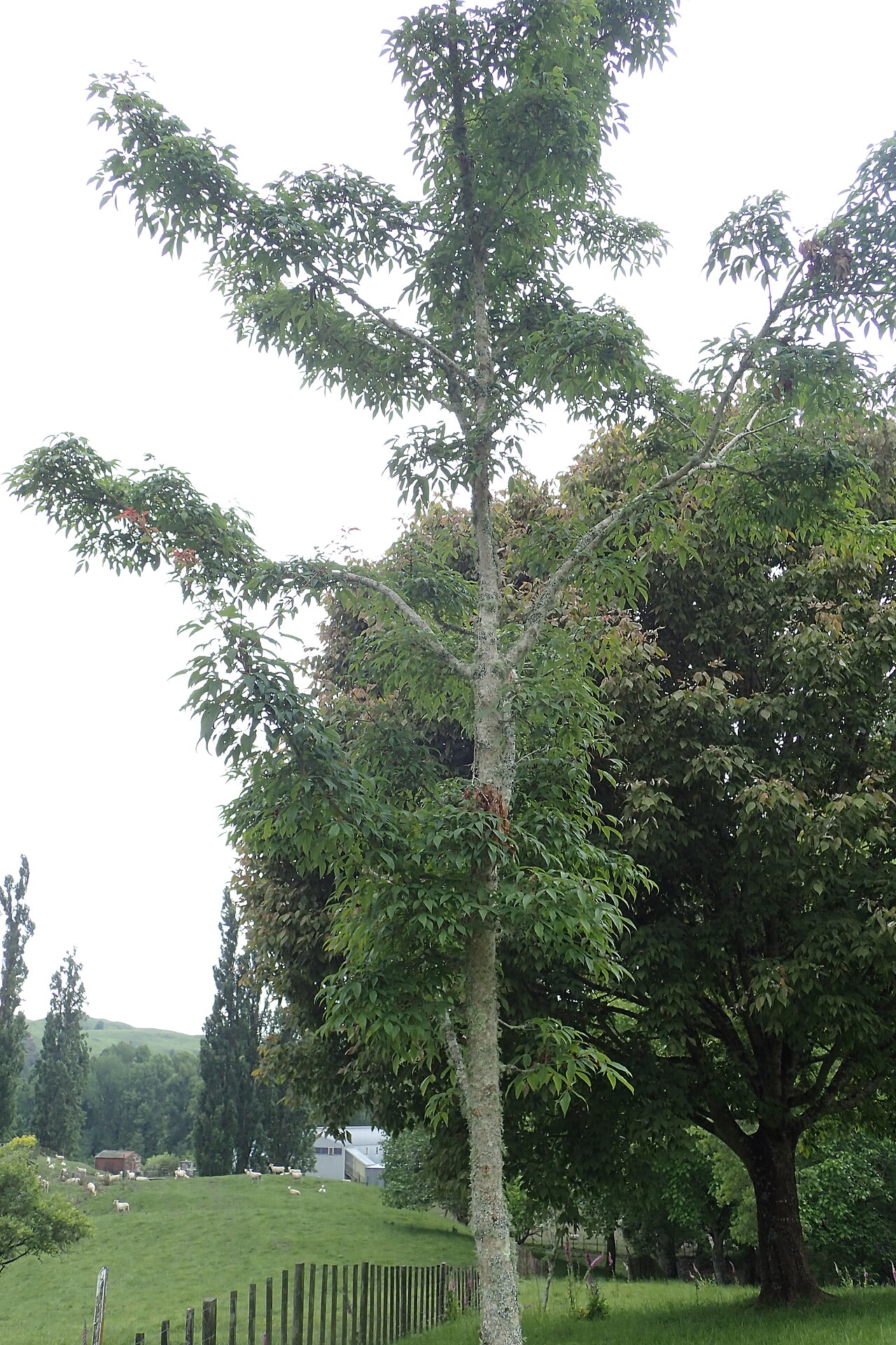 Manchurian maple: Acer mandshuricum in Hackfalls Arboretum, Hawkes's Bay