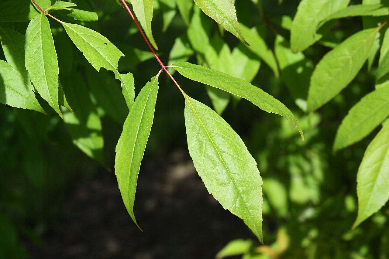 Manchurian maple: Leaf of the Manchurian Maple ( Acer mandshuricum ), Botanical garden of Tallinn, Estonia