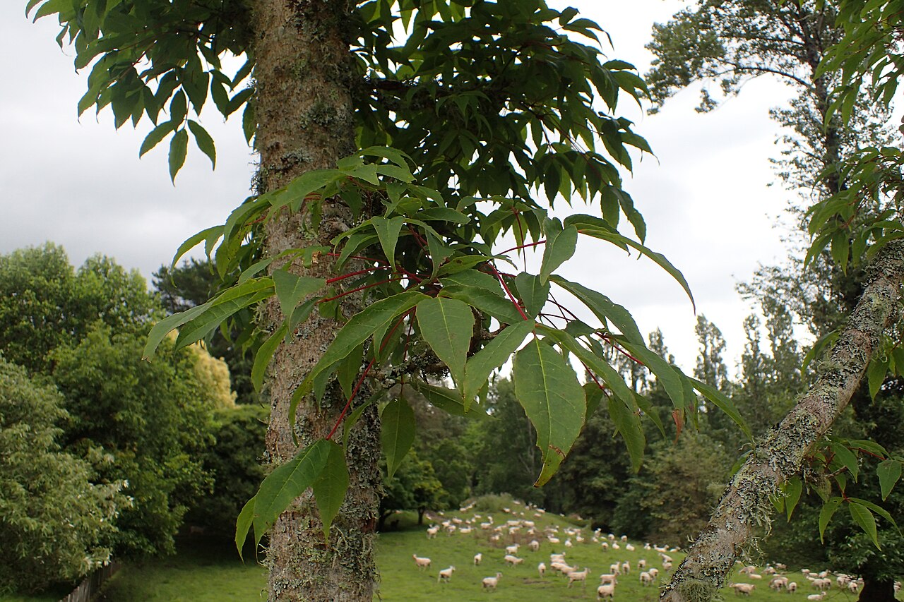 Manchurian maple: Acer mandshuricum in Hackfalls Arboretum, Hawkes's Bay