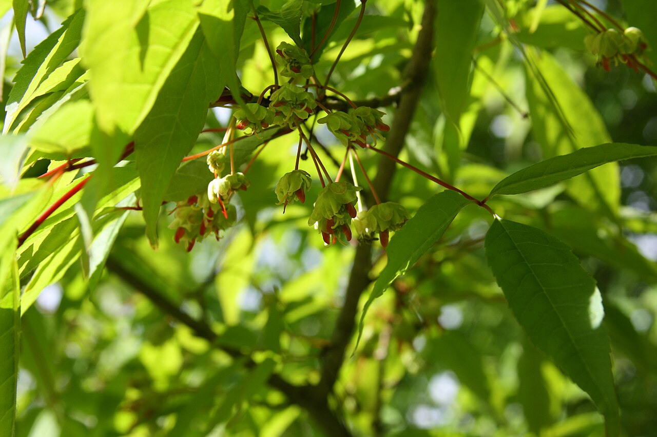 Manchurian maple: The flowers of the Manchurian Maple ( Acer mandshuricum ), Botanical garden of Tallinn, Estonia