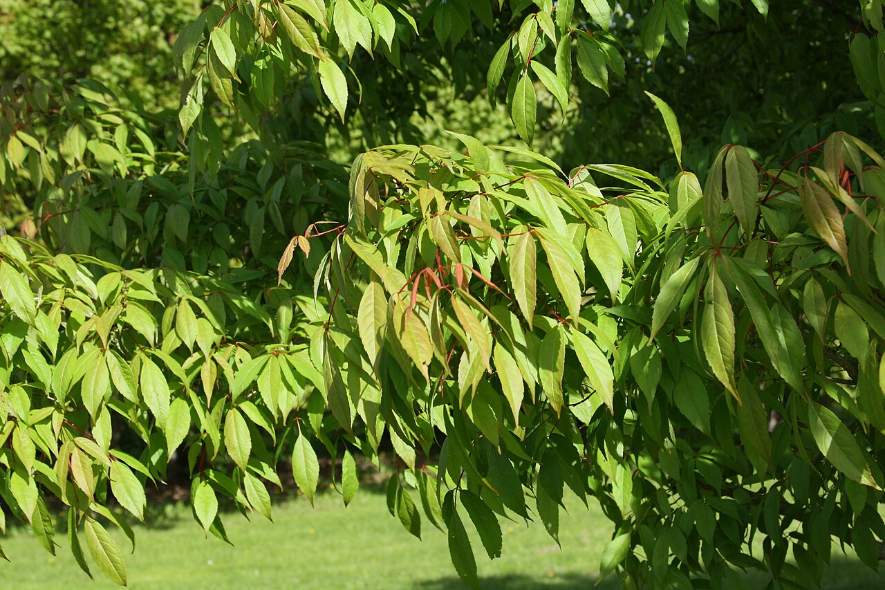 Manchurian maple: Foliage of the Manchurian Maple ( Acer mandshuricum ), Botanical garden of Tallinn, Estonia
