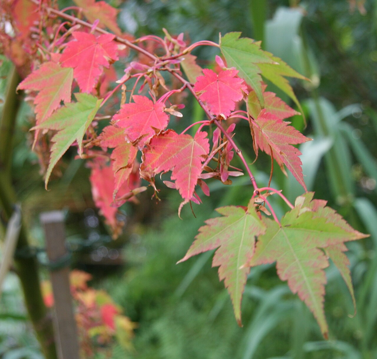 Acer micranthum: Acer micranthum im Botanischen Garten Dresden
