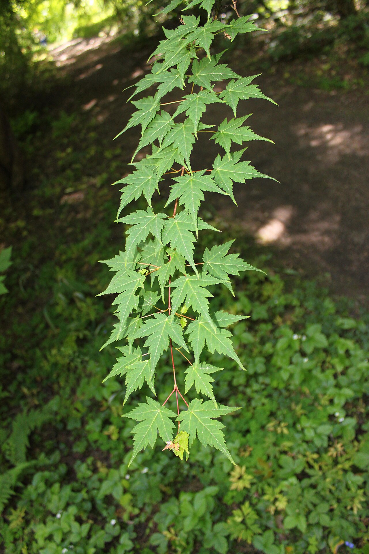 Acer micranthum: Acer micranthum foliage in Rogów Arboretum , Poland