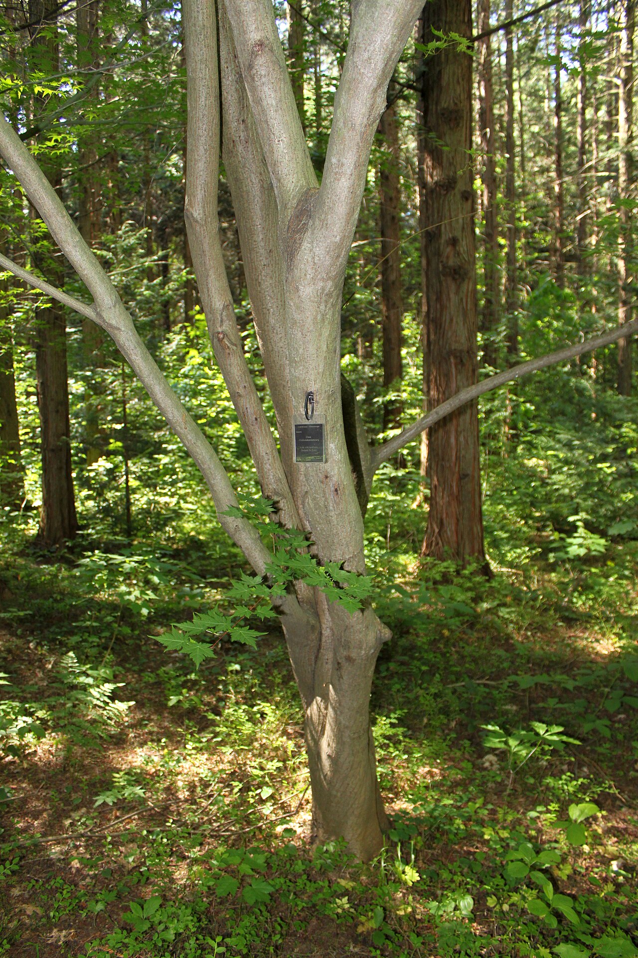 Acer micranthum: Acer micranthum in Rogów Arboretum , Poland