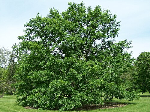Miyabe maple: Miyabe Maple Acer miyabei . Morton Arboretum acc. 550-32*11