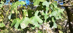 Montpellier maple (Acer monspessulanum)