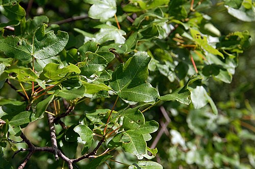 Montpellier maple: Acer monspessulanum, Kaub, Rheinland-Pfalz, Rhine Gorge, Germany