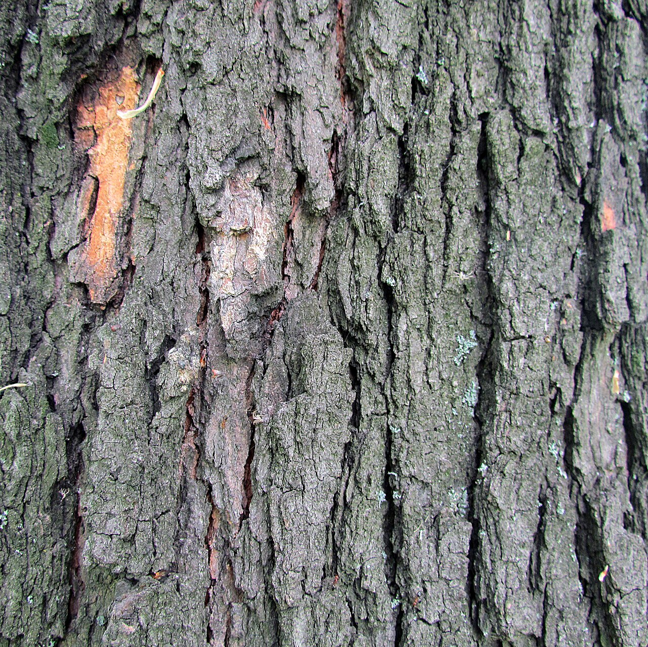 Montpellier maple: Acer monspessulanum bark