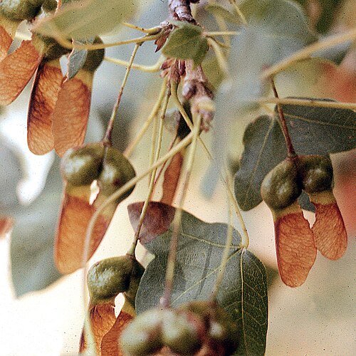 Montpellier maple: Acer monspessulanum leaves and fruit