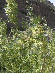 Montpellier maple (Acer monspessulanum)