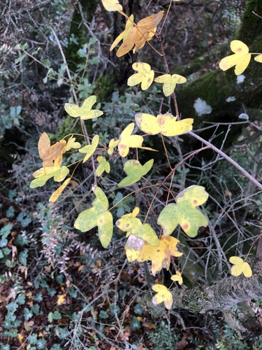 Montpellier maple (Acer monspessulanum)