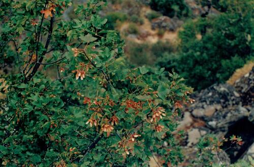 Montpellier maple (Acer monspessulanum)