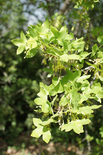 Montpellier maple (Acer monspessulanum)