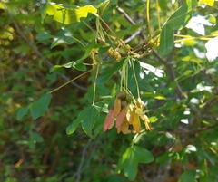 Montpellier maple (Acer monspessulanum)