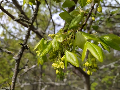 Montpellier maple (Acer monspessulanum)