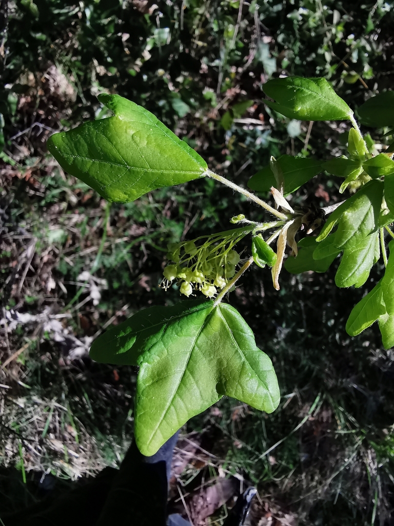 Montpellier maple (Acer monspessulanum)
