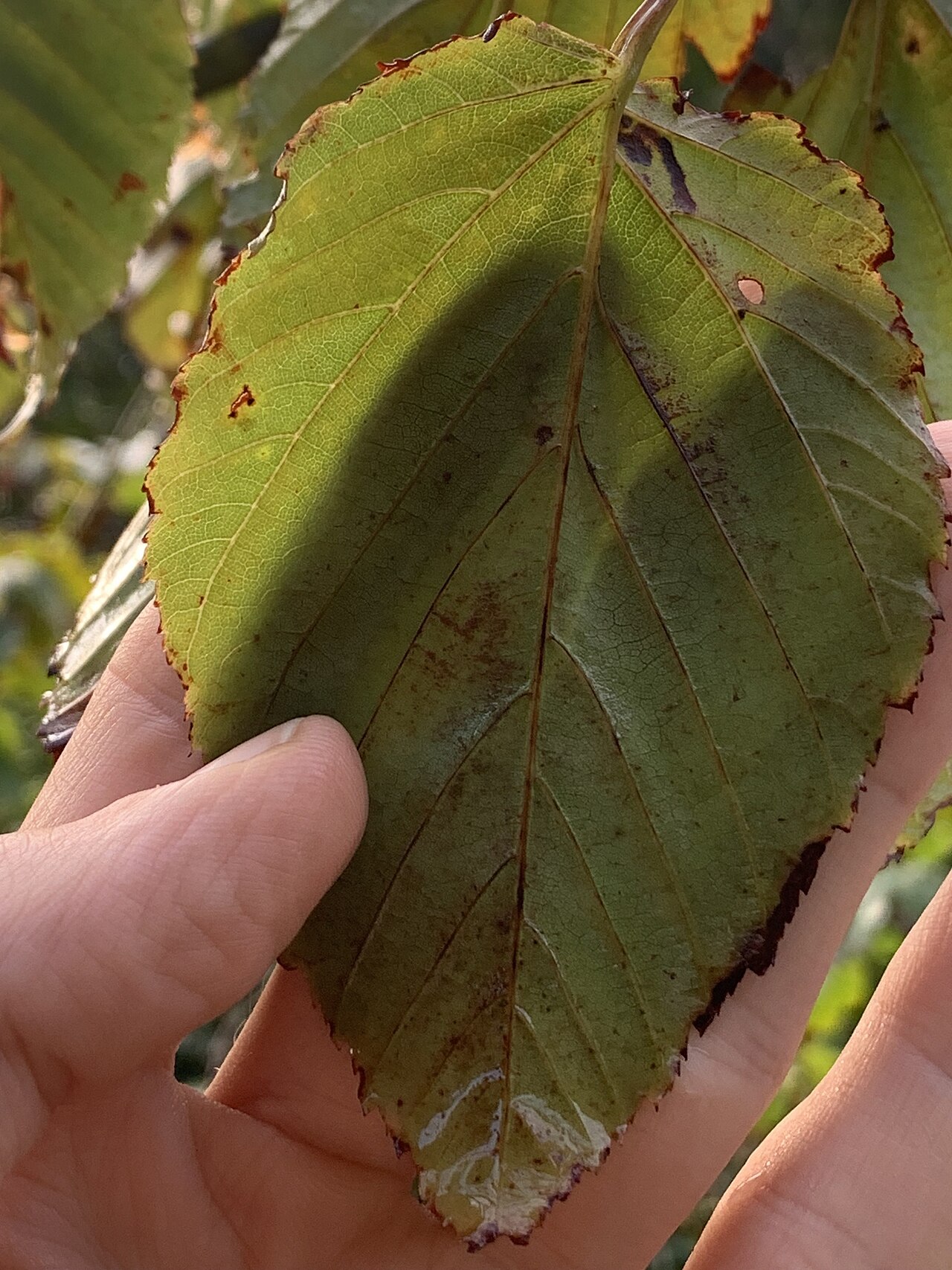 Mulberry-leaf maple: Leaf of Acer morifolium. Species of plant.