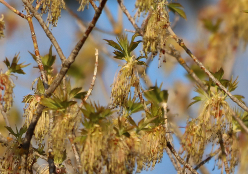Boxelder (Acer negundo)