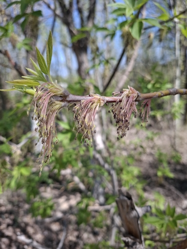Boxelder (Acer negundo)