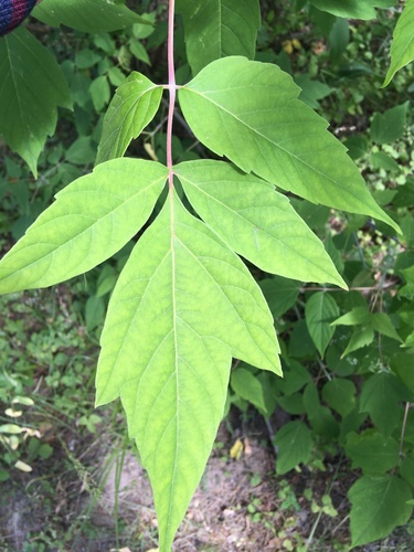 Boxelder (Acer negundo)