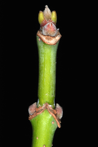 Boxelder (Acer negundo)