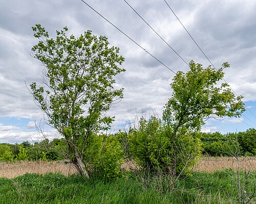 Boxelder: Acer negundo in central Ukraine