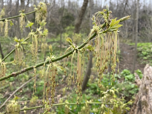 Boxelder (Acer negundo)