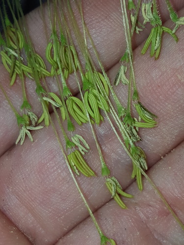 Boxelder (Acer negundo)