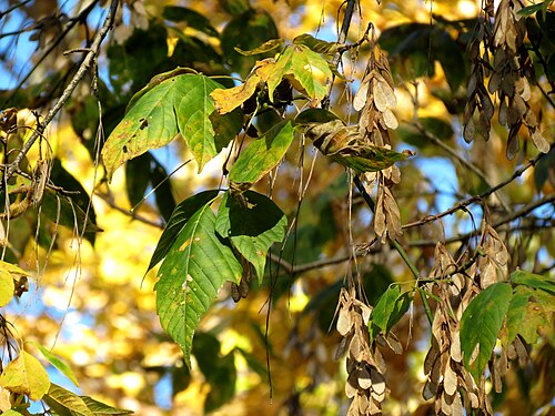 Boxelder: Acer negundo . Rock Creek Park, Washington, DC, USA.